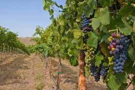 oenology